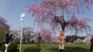 桜が綺麗でした