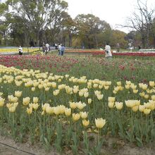 花のきれいな広い公園です。