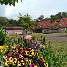 春はツツジにチューリップに芝桜などの花が咲き誇ります