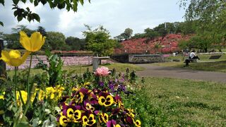 春は、桜、ツツジの他に芝桜、チュリップなどの花を見ながらピクニック