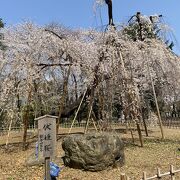 伏姫桜を見にまた行きたいお寺です。