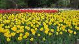 大きな植物園です