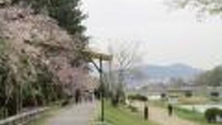 桜がきれいな川沿いの道