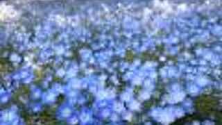 都心で四季折々の花が楽しめます