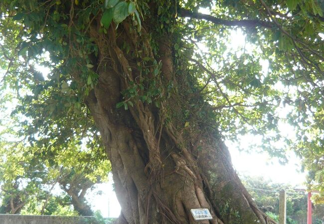 風格ある大木