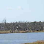 野付半島の野付崎灯台を中心に広がる花園