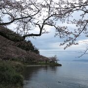 桜の絶景ポイントです。