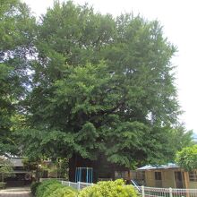 森厳寺大銀杏