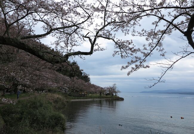 桜の絶景ポイントです。