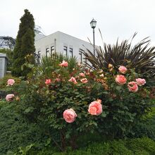 ブラフ99ガーデンのバラの花