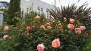 バラの花がとても綺麗な公園