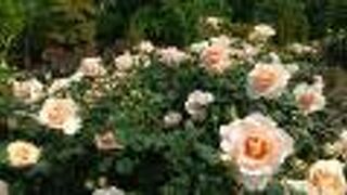 薔薇の甘い香りに癒される