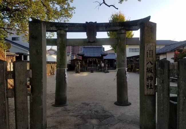 樹齢600年のクスノキ