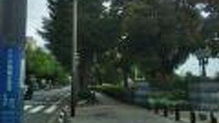 黄金色のいちょう並木と新緑の若葉のいちょう並木