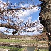 桜開花まで後2-3日だった4月19日の訪問