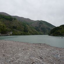 流木がダムの隅っこに漂着していました。