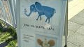 ゾウノハナソフトクリーム