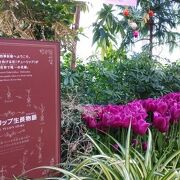 一年を通じてチューリップの花を見ることができる施設