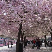 満開の桜並木に感動！