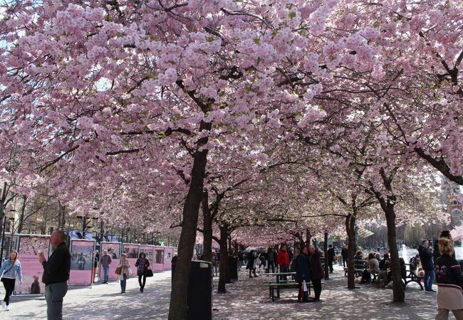 満開の桜並木に感動！