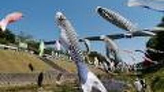 春風に泳ぐこいのぼり