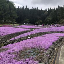 花のじゅうたん