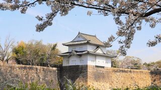 桜と天守閣に日本の春を感じます