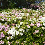 りんくう公園のツツジ