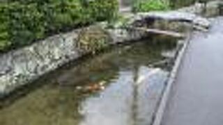 鯉が泳ぐ場所もある