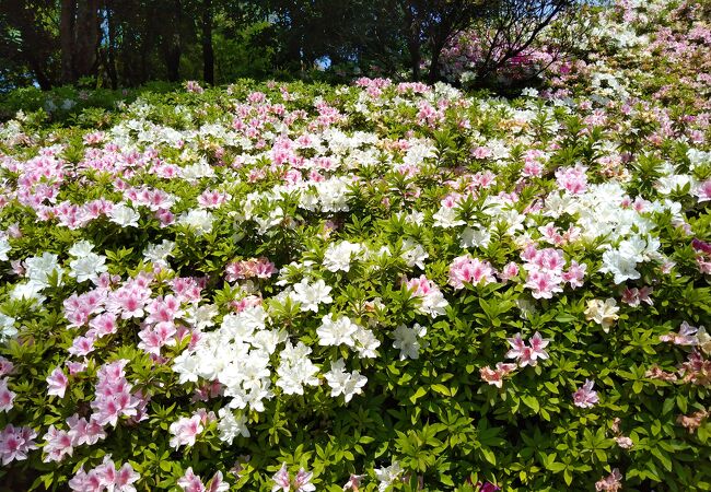 関西空港 泉佐野の公園 植物園 クチコミ人気ランキングtop5 フォートラベル 大阪 関西空港 泉佐野の公園 植物園 クチコミ人気ランキングtop5 フォートラベル 大阪