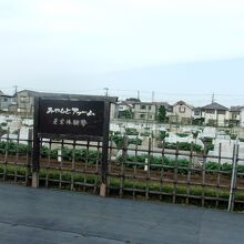 こちらの、みやもとファーム農業体験塾の農園は春作真っ盛り