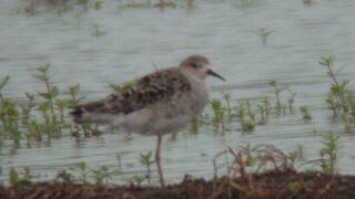 エリマキシギが見られました。