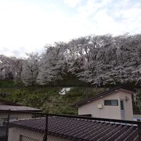 屋上から桜見物