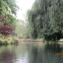 エイボン川のパンティング