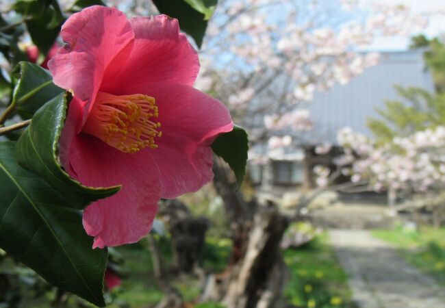 寺町の中では離れていて、桜も少ない