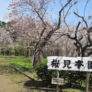 ソメイヨシノの頃はまだ開花少ない