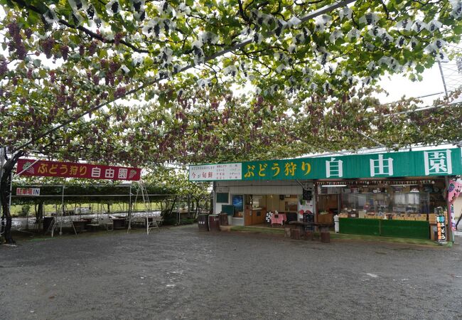 山梨県のフルーツ狩り クチコミ人気ランキングtop39 2ページ フォートラベル 山梨県のフルーツ狩り クチコミ人気ランキングtop39 2ページ フォートラベル