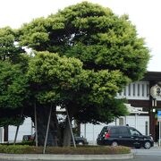 駅前ロータリーに大きな椎の木