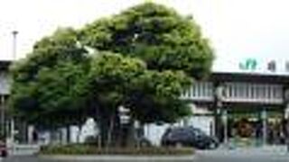 駅前ロータリーに大きな椎の木