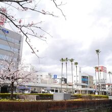 桜とヤシ。宇和島駅前広場より撮影。