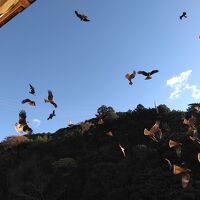 とんびの餌付け