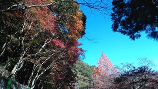 紅葉がきれいな森