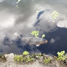 鯉も泳いでいます