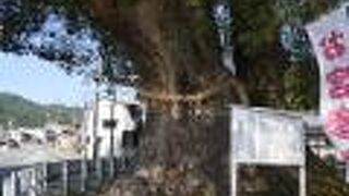 楠が大きい〜！