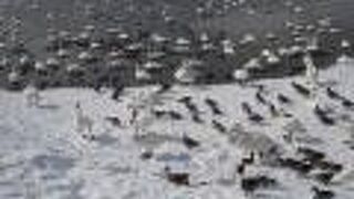 日本最大のコハクチョウの中継地で、毎年２万羽ほどが飛来するほか、ヒドリガモ、オナガガモなどカモ類が多く飛来します。