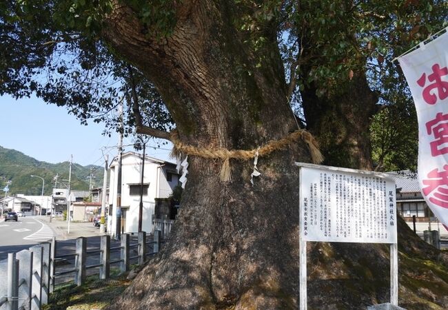 楠が大きい&#12316;！