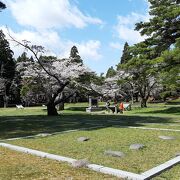 四稜郭の洋式要塞跡は桜の名所