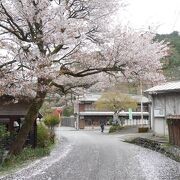 桜と宿場町。