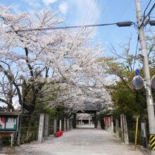 神社の参道。桜がきれい〜