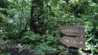 真鶴岬へのショートカットコース